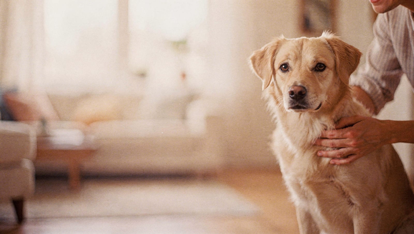 A calm, freshly groomed dog sitting and looking toward the camera while being gently held, in a warm, sunlit room